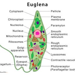 Protist coloring sheet answer key