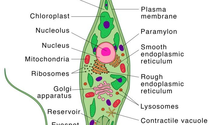 Protist coloring sheet answer key