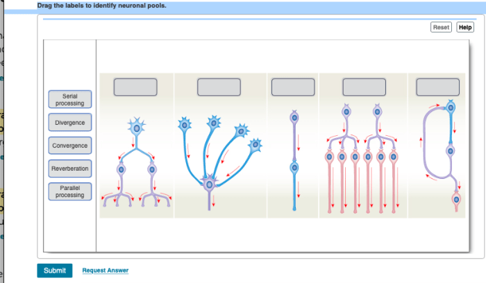 Drag the labels to identify neuronal pools