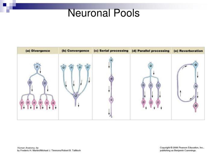 Diagram identify meninges drag onto labels structures cell animal schemas catalogue