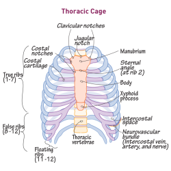 Correctly label the muscles of the thoracic cavity and abdomen