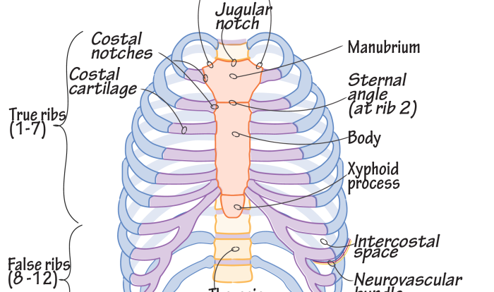 Correctly label the muscles of the thoracic cavity and abdomen