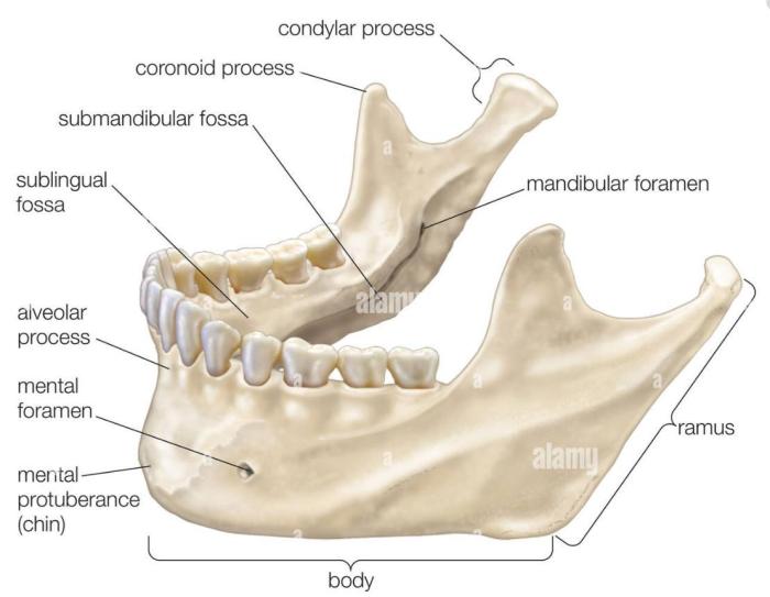 Label the male perineum using the hints provided.