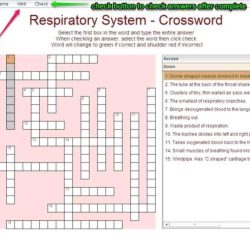 Cellular respiration crossword puzzle answer key