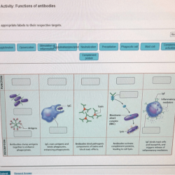 Labeling drag onto epithelia classifying labels physiology lables