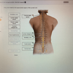 Nerves nerve labeled spinal vertebrae plexus nervous peripheral